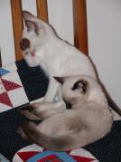 kittens - 071307 25